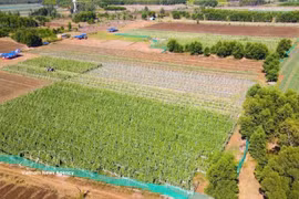 El modelo de cultivo de hortalizas conforme a las normas VietGAP, implementado por los agricultores de la comuna de An Phu, provincia de Quang Ngai, ha demostrado ser altamente eficaz. Foto: VNA