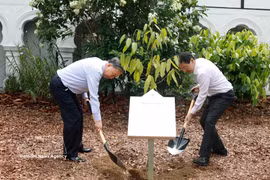 El secretario general del Partido Comunista y presidente de Vietnam, To Lam, y el primer ministro singapurense, Lawrence Wong, llevan a cabo un acto simbólico de plantación de árboles en el Jardín Botánico de Singapur (Fuente: VNA)