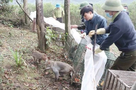 El parque nacional Vu Quang libera a su hábitat natural a 90 ejemplares de animales salvajes raros (Fuente: VNA)