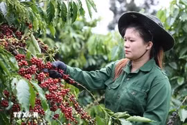 Exportaciones de café de Vietnam superarán cinco mil millones de USD en 2024