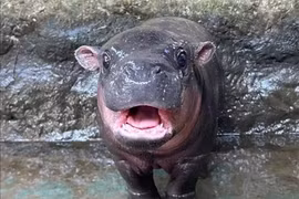 El hipopótamo pigmeo recién nacido “Nong Moo Daeng” en el zoológico de Nakhon Ratchasima (Foto: pattayamail.com)