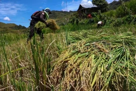 Agricultores cosechan arroz en el norte de Luwu, Sulawesi del Sur (Foto: Antara)