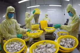 Procesamiento de camarones congelados para exportación en la fábrica del Grupo Minh Phu en la provincia de Hau Giang. Foto: VNA.