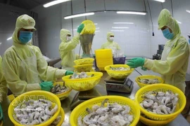 Procesamiento de camarones congelados para exportación en la fábrica del Grupo Minh Phu en la provincia de Hau Giang. Foto: VNA.