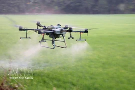 Agricultores de la provincia de An Giang utilizan drones para fumigar con pesticidas, ahorrando así costes, esfuerzo y tiempo. Foto: VNA.