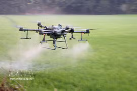 Agricultores de la provincia de An Giang utilizan drones para fumigar con pesticidas, ahorrando así costes, esfuerzo y tiempo. Foto: VNA.