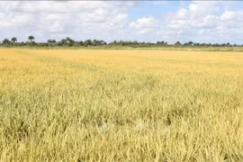 Un campo de arroz en la provincia cubana de Pinar del Río (Fuente: VNA)