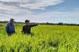 En un campo del Proyecto de Cooperación Vietnam-Cuba para el Desarrollo Arrocero (Fuente: VNA)