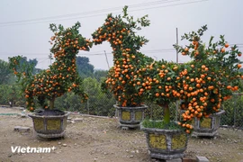 Árboles de mandarina con forma de caballo listos para el Tet 2026