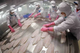 Se prevé que las exportaciones de pangasius en 2025 alcancen cerca de 2,2 mil millones de USD (Fuente: VNA)