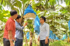 Plantación de banano cultivada según los estándares de la empresa conjunta agrícola de alta tecnología Hung Son en la provincia de Gia Lai. (Foto: VNA)
