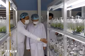 Un laboratorio en un centro de biotecnología en la ciudad de Da Nang (Foto: VNA)