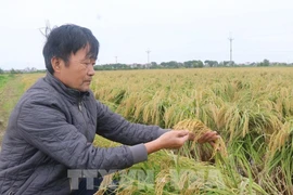 En 2020, el Departamento de Propiedad Intelectual otorgó a "Arroz Pegajoso de Terciopelo Tam Son" en Bac Ninh el Certificado de Registro de Marca Colectiva. En 2023, "Arroz Pegajoso de Terciopelo Tam Son" recibió la certificación de producto OCOP de 3 estrellas. Foto: VNA