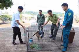 Las autoridades de la ciudad sureña de Dong Nai transfirieron el 13 de junio un ejemplar de marabú menor (Leptoptilos javanicus) para su rescate y conservación. Foto: VNA