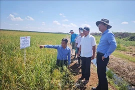 Durante su visita de trabajo a la provincia de Matanzas, el Embajador de Vietnam en Cuba, Le Quang Long, visita el Proyecto de Cooperación Vietnam-Cuba para el Desarrollo de la Producción de Arroz en el distrito de Calimete (Fuente: VNA)