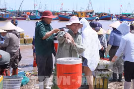 La norteña provincia vietnamita de Ninh Binh intensifica sus esfuerzos para implementar las directivas del Gobierno sobre la lucha contra la pesca ilegal (Fuente: VNA)
