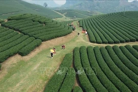 Colinas de té de Moc Chau – Un destino atractivo para los turistas