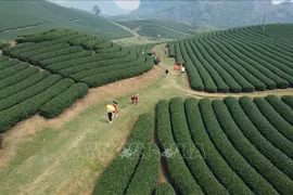 Colinas de té de Moc Chau – Un destino atractivo para los turistas