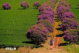Las flores del melastoma crean escenas románticas en campos de té