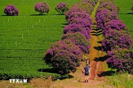 Las flores del melastoma crean escenas románticas en campos de té