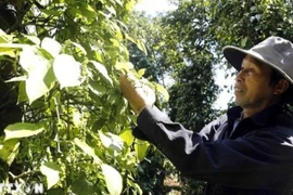 Agricultores cosechan pimienta. (Foto: VNA)