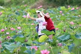 Temporada de loto en Tra Ly: un atractivo turístico y cultural en Da Nang