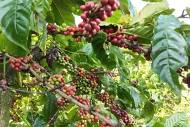 Actualmente, el café representa casi el 85% de las exportaciones totales de Vietnam a Argelia. (Foto: VNA)