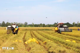 Foto ilustrativa (Fuente: VNA)