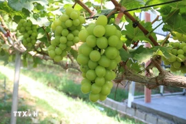 Foto ilustrada (Fuente: VNA)