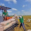 Agricultor de la provincia de An Giang en la cosecha invierno-primaveral. (Foto: VNA)