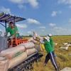 Arroz verde y de baja emisión: La travesía hacia la ecologización del sector arrocero de Vietnam