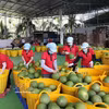 Clasifican pomelos para exportación. (Foto: VNA)