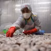 Procesamiento de almejas para la exportación en la planta de la Compañía de Importación y Exportación de Productos Acuáticos de Thanh Hoa, en la provincia homónima. (Foto: VNA)