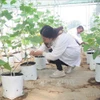 Aplican la tecnología israelí del riego por goteo en Vietnam. (Foto: VNA)