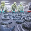 Exportaciones de productos del mar de Vietnam crecen un 8% en el primer trimestre. (Foto: VNA)