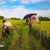 BAD y BIDV impulsan la agricultura sostenible en Vietnam con financiamiento de 250 millones de dólares. (Foto: VNA)
