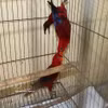 Individuos de loro rojo incautados en el caso (Foto: VNA)