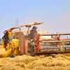 Agricultores de Ca Mau en la cosecha de invierno-primevera (Foto: VNA)