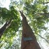 Vietnam impulsa la economía forestal sostenible como motor de prosperidad local. Foto ilustrativa: VNA