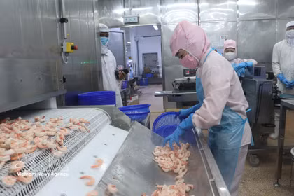 Aplicación de tecnología en la producción de camarón para la exportación en Ca Mau. (Fuente: VNA)