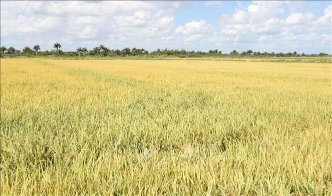 Un campo de arroz en la provincia cubana de Pinar del Río (Fuente: VNA)