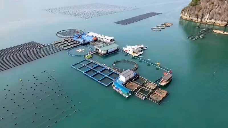 Granja de acuicultura marina de alta tecnología del Grupo STP en Van Don, provincia de Quang Ninh. (Foto: nhandan.vn)
