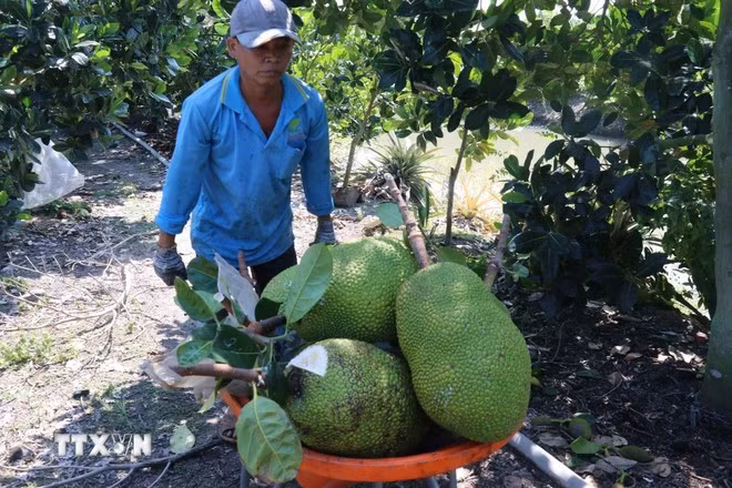 China permitirá la importación de yaca fresca procedente de Vietnam a partir del 1 de junio de 2026 (Fuente: VNA)