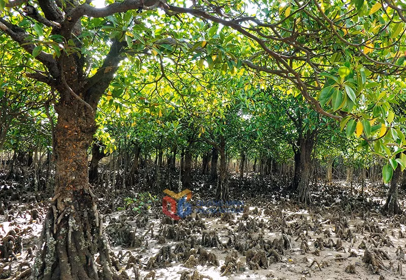 La Reserva de Humedales de Dong Rui en la comuna de Hai Lang tiene muchos árboles de manglares con troncos grandes. (Fuente: baoquangninh.com)