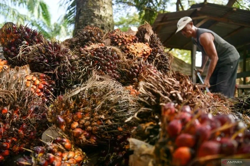 La producción de palma en Indonesia (Fuente: Antara)