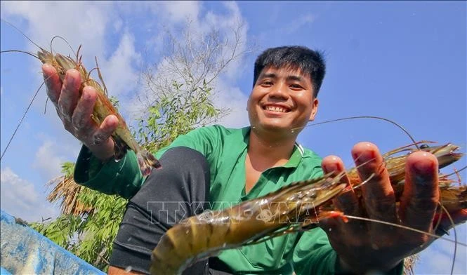 Las exportaciones de camarón de Vietnam están experimentando un fuerte crecimiento (Fuente: VNA)