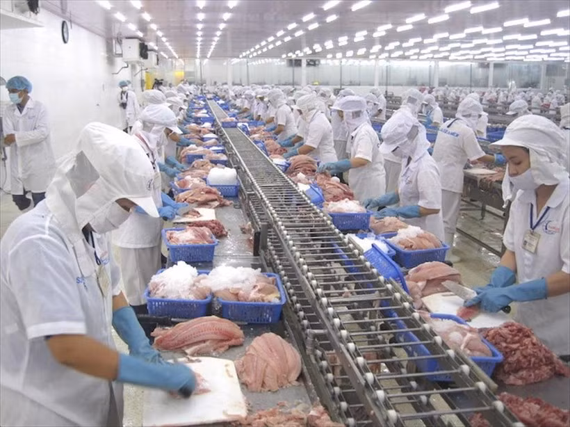 Procesamiento de mariscos para exportación. (Foto: Vietnam+)