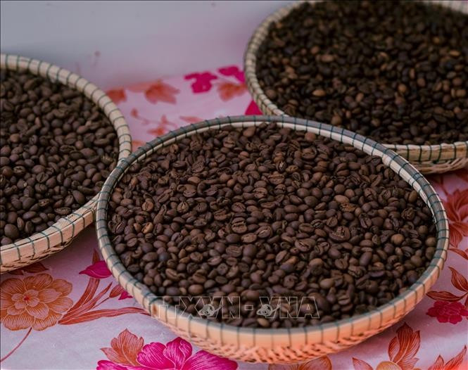 El café robusta, producto estrella de Vietnam (Foto: VNA)