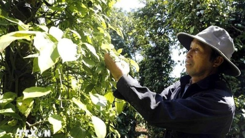 Agricultores cosechan pimienta. (Foto: VNA)