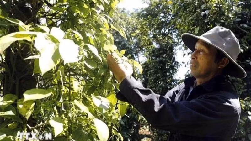 Agricultores cosechan pimienta. (Foto: VNA)